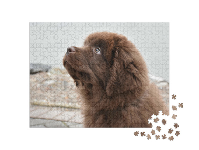 Puzzel 1000 stukjes „Bruine Newfoundland puppy met een vertrouwenwekkende blik“