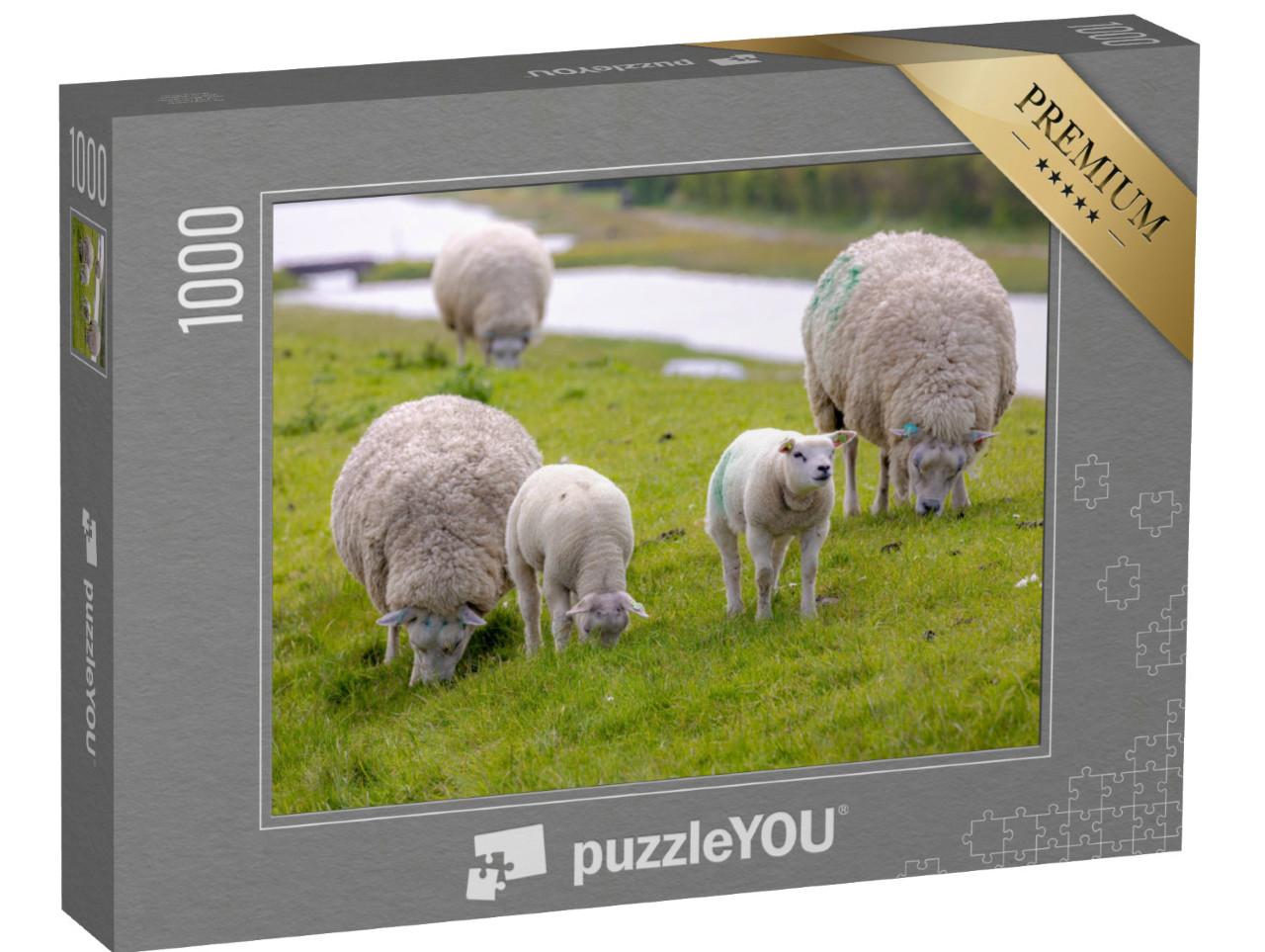 Puzzel 1000 stukjes „Typisch voorjaarslandschap van het eiland Texel, kudde makke schapen met pasgeboren lammeren“