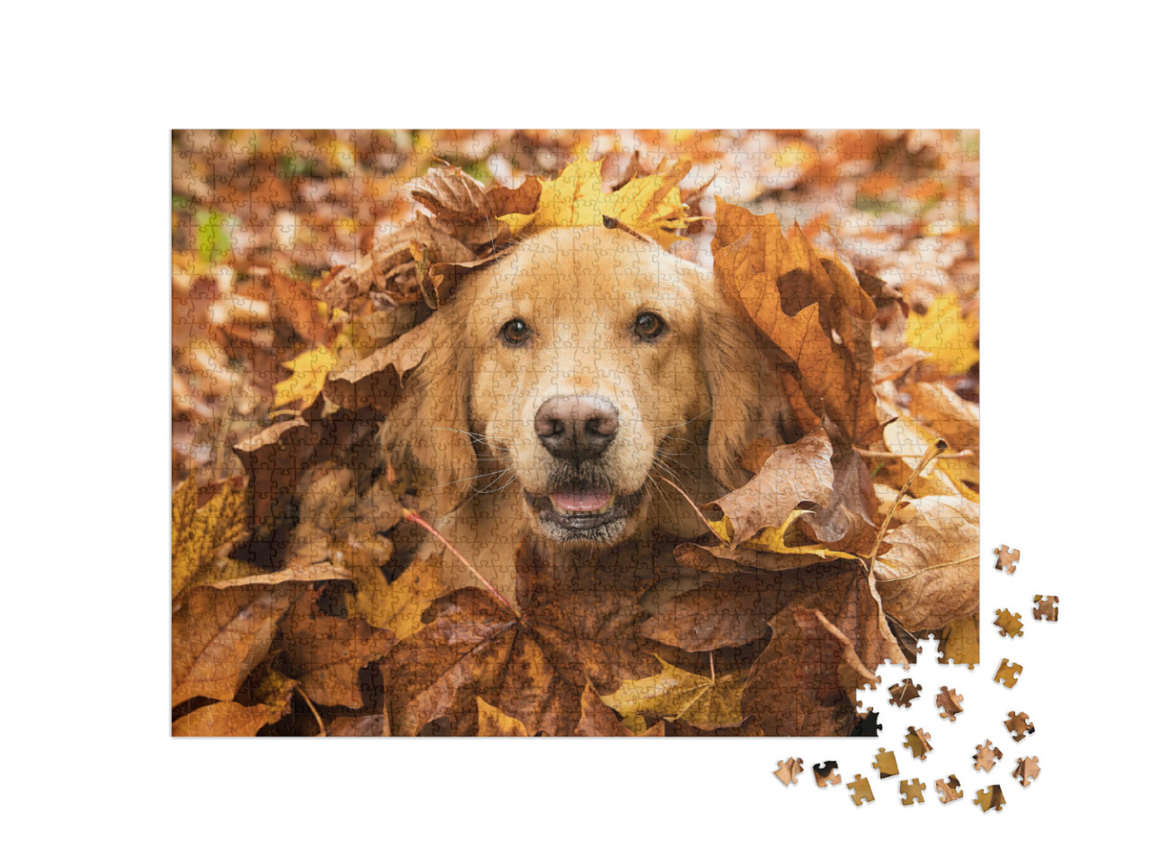 Puzzel 1000 stukjes „Golden Retriever, verborgen in de herfstbladeren“