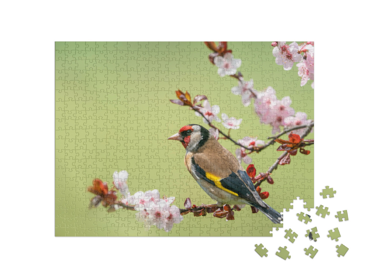 Puzzel 500 stukjes „Kleurrijke distelvink op een bloeiende tak“