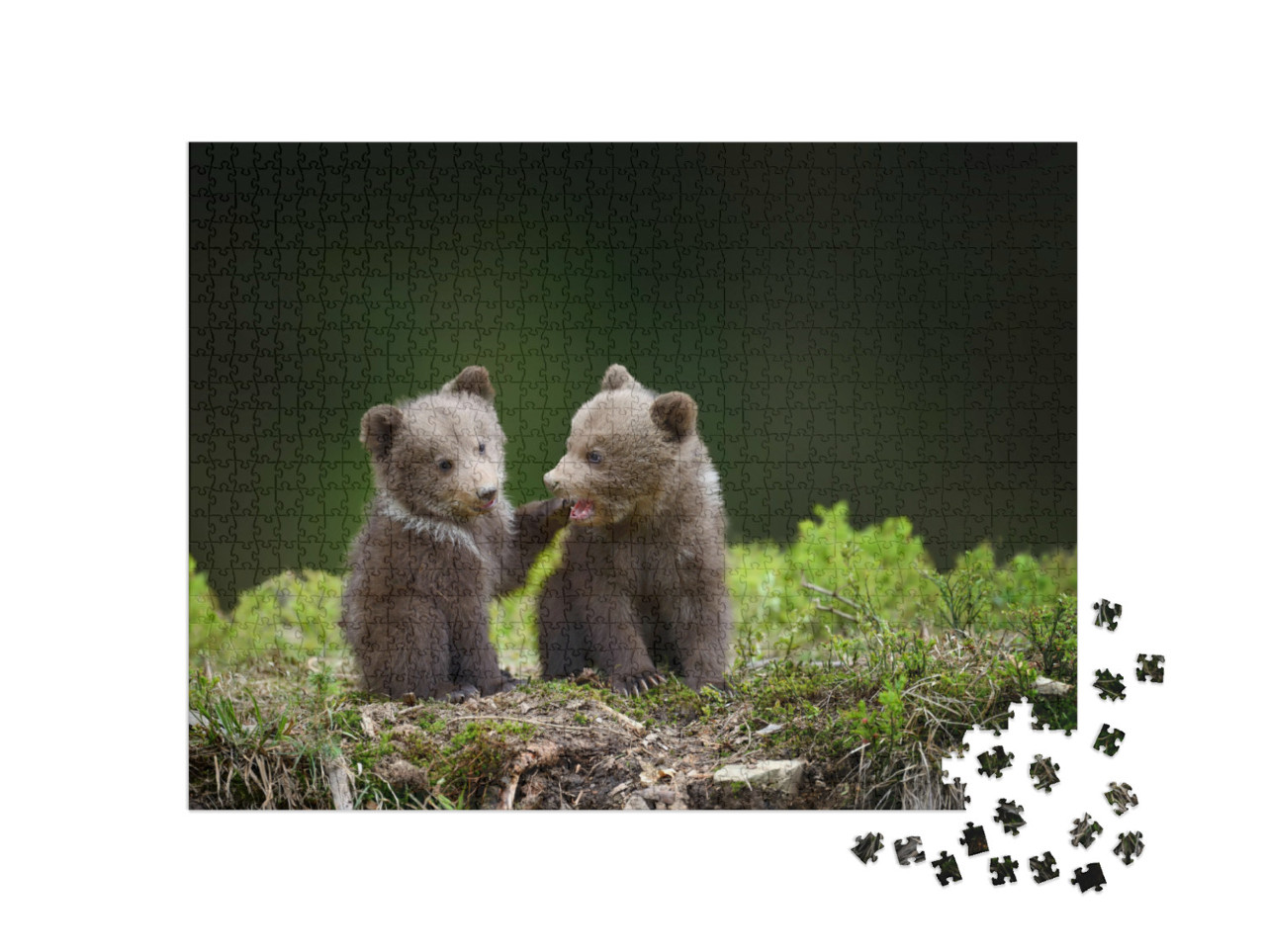 Puzzel 1000 stukjes „Twee kleine berenwelpjes in het bos“