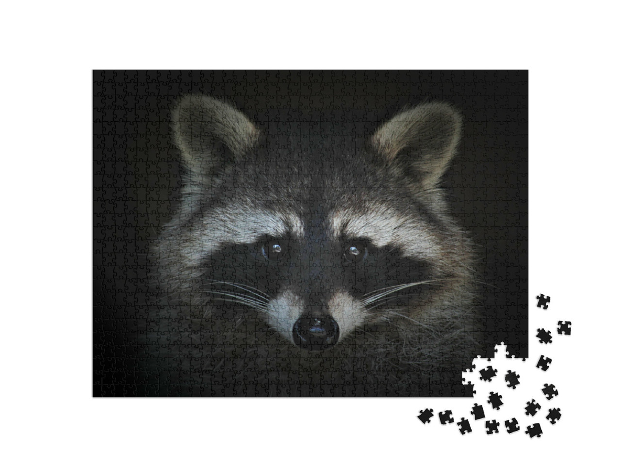Puzzel 1000 stukjes „Portret van een wasbeer“