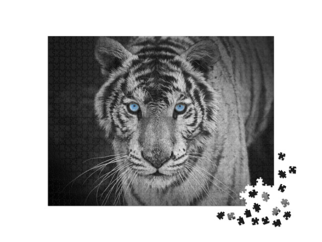 Puzzel 1000 stukjes „Portret van een witte tijger met doordringende blauwe ogen“
