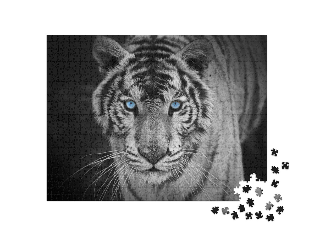 Puzzel 1000 stukjes „Portret van een witte tijger met doordringende blauwe ogen“