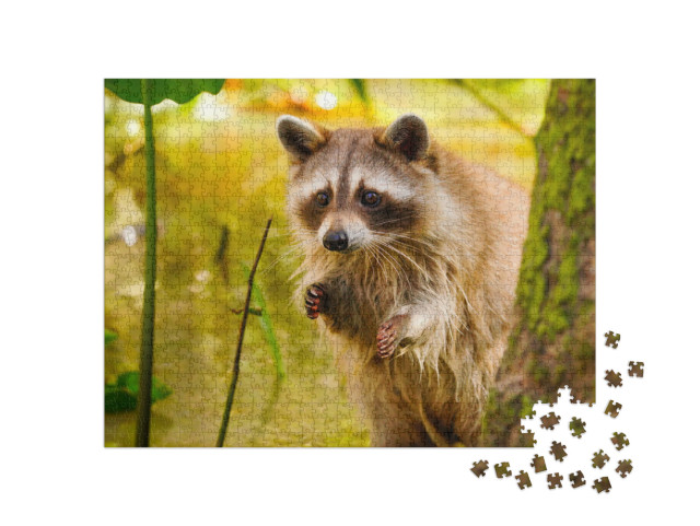 Puzzel 1000 stukjes „Zeldzame blonde wasbeer in een moeras in Louisiana“