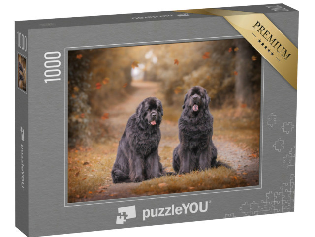 Puzzel 1000 stukjes „Twee Newfoundlanders op een herfstig bospad“