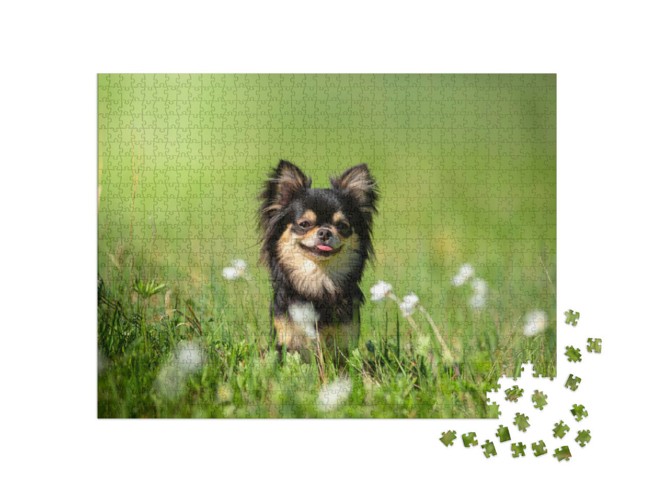 Puzzel 1000 stukjes „Chihuahua hond op een zonnige open plek“