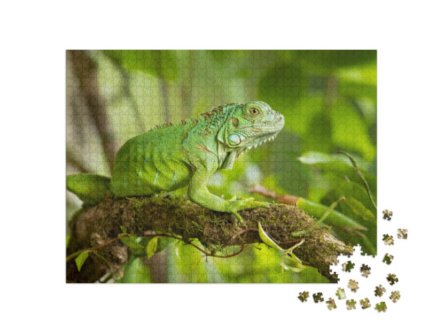 Puzzel 1000 stukjes „De groene leguaan, ook bekend als de Amerikaanse leguaan“