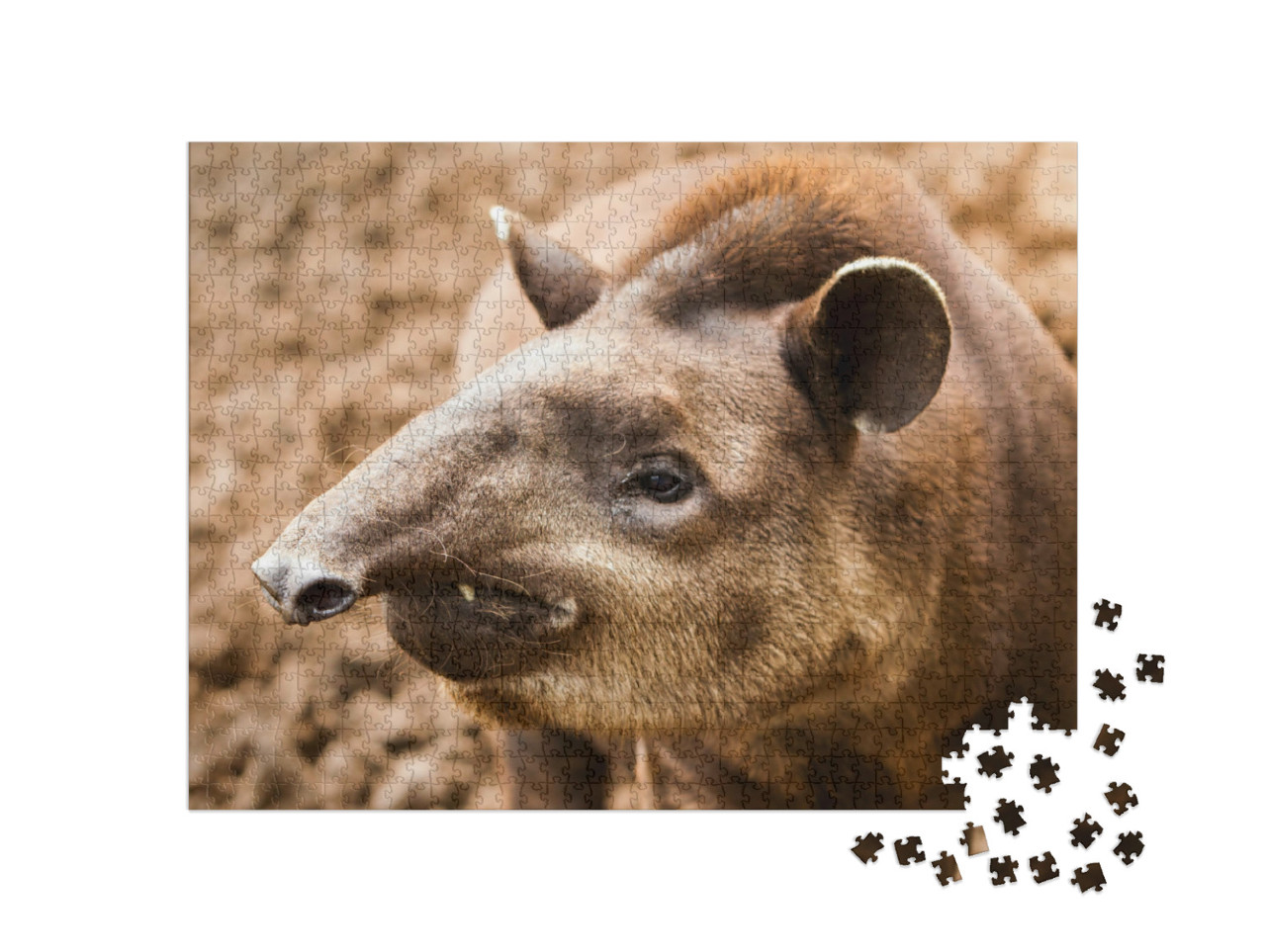 Puzzel 1000 stukjes „Close-up van een tapir in Ecuador“