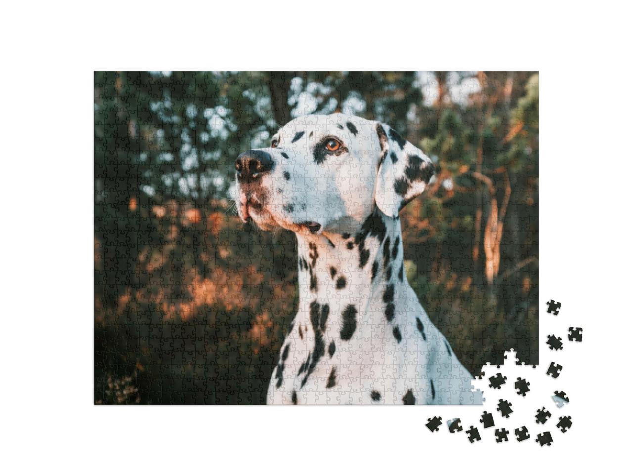 Puzzel 1000 stukjes „Een dalmatiër bij zonsondergang“