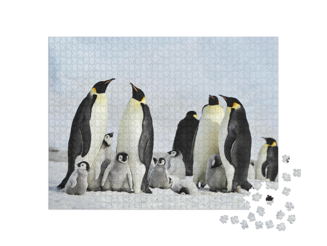 Puzzel 1000 stukjes „Keizerspinguïnkolonie met jongen op Antarctica“