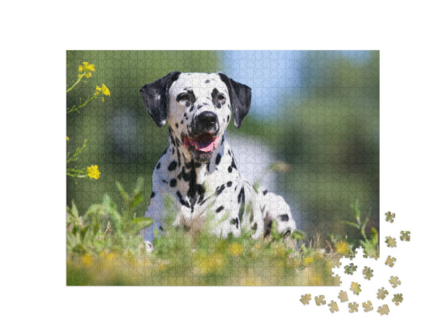 Puzzel 1000 stukjes „Dalmatiërs in de zomer“