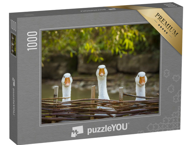 Puzzel 1000 stukjes „Drie nieuwsgierige ganzen“