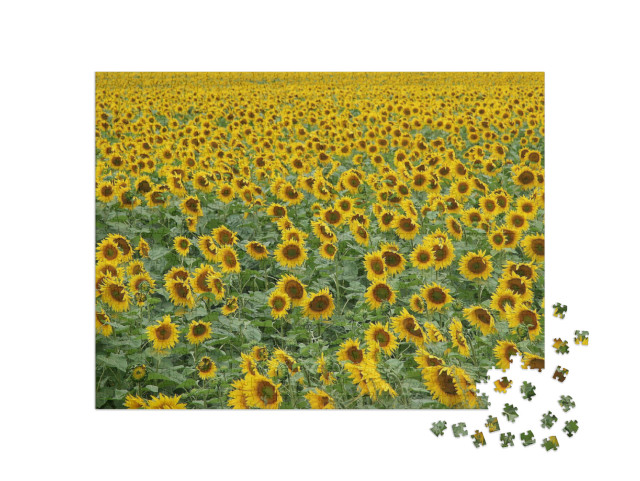 Puzzel 1000 stukjes „Zonnebloemen zover het oog reikt“