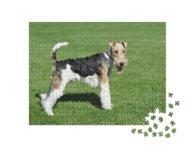 Puzzel 1000 stukjes „Draadharige Fox Terrier“