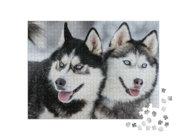 Puzzel 1000 stukjes „Siberische husky's met staalblauwe ogen“