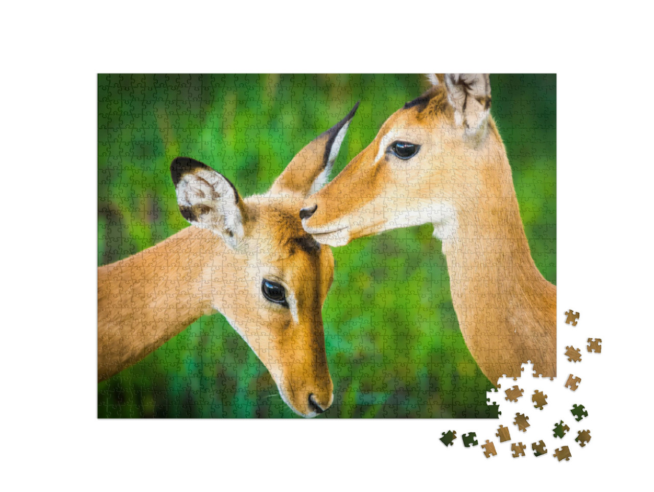 Puzzel 1000 stukjes „Jonge impala antilope“