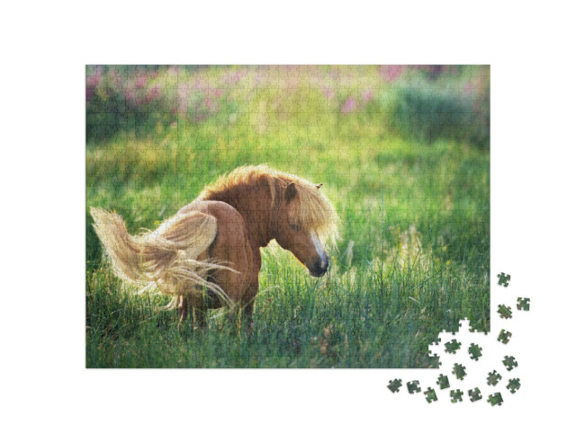 Puzzel 1000 stukjes „Shetlandpony op groene zomerweide“