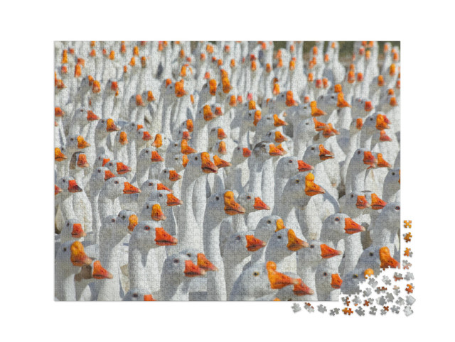 Puzzel 2000 stukjes „Enorme troep witte ganzen“
