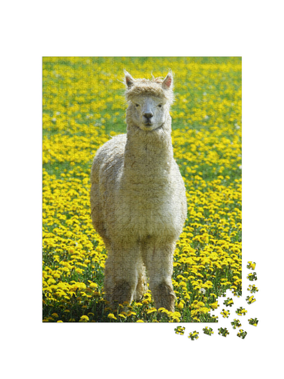 Puzzel 1000 stukjes „Een alpaca in een zomerweide met gele bloemen“