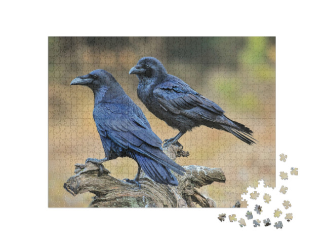 Puzzel 1000 stukjes „Twee raven op een boomstronk“