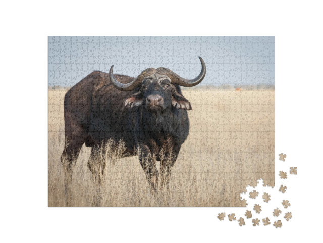 Puzzel 1000 stukjes „Een grote oude Kaapse buffelstier op een grasvlakte“