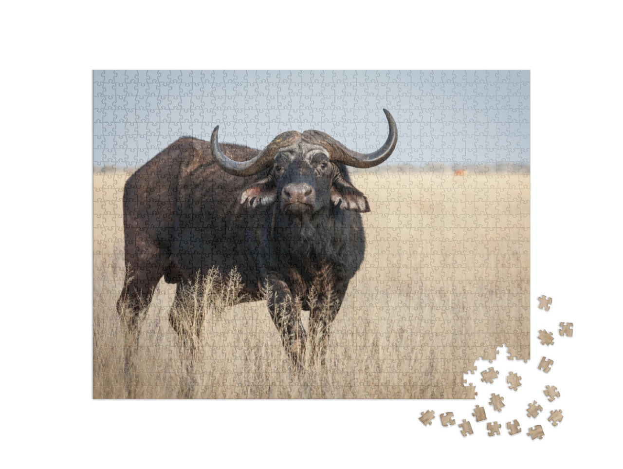Puzzel 1000 stukjes „Een grote oude Kaapse buffelstier op een grasvlakte“
