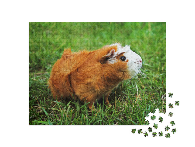 Puzzel 1000 stukjes „Rode Abessijnse cavia op groen gras“