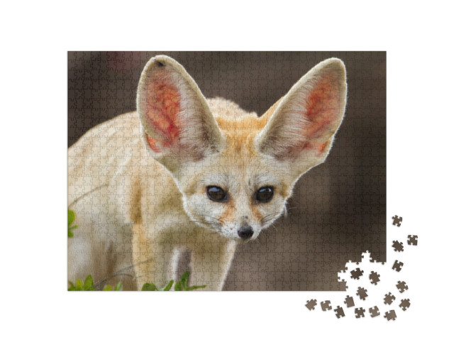 Puzzel 1000 stukjes „Schattige fennec vos met grote oren“