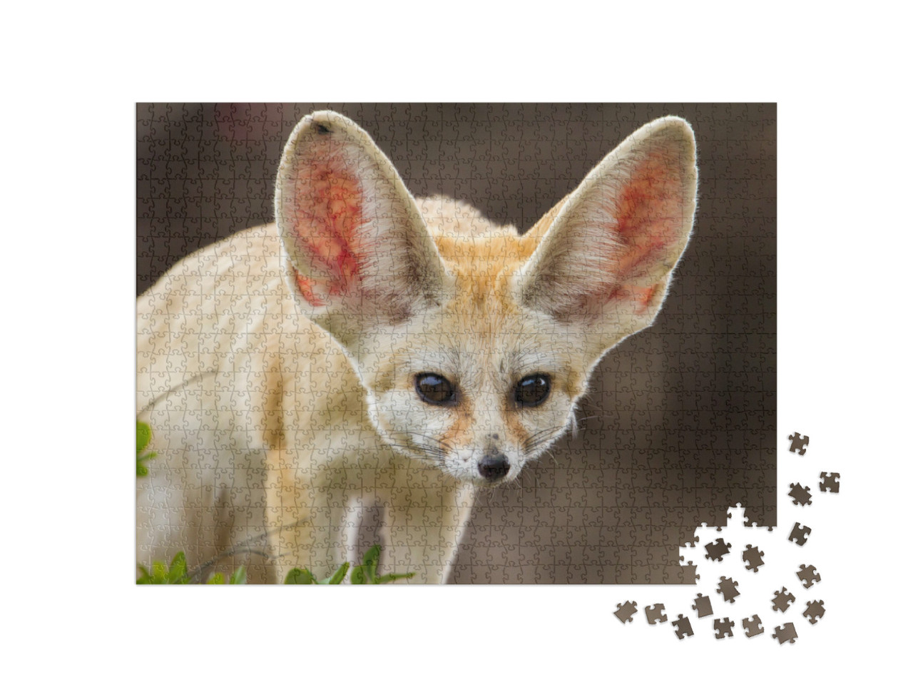Puzzel 1000 stukjes „Schattige fennec vos met grote oren“
