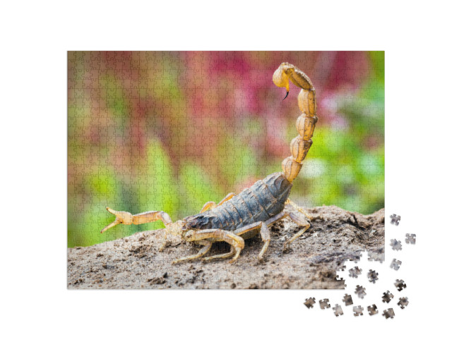 Puzzel 1000 stukjes „Schorpioen in aanvalspositie“