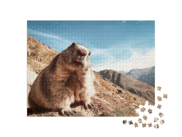 Puzzel 1000 stukjes „Marmot met een vragende blik“