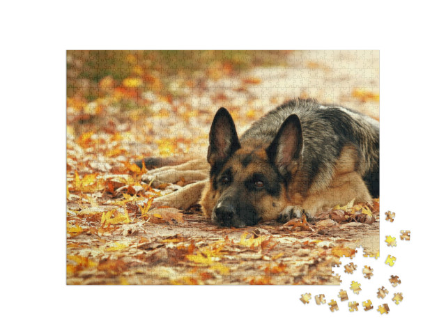 Puzzel 1000 stukjes „Duitse herdershond liggend in het herfstbos“