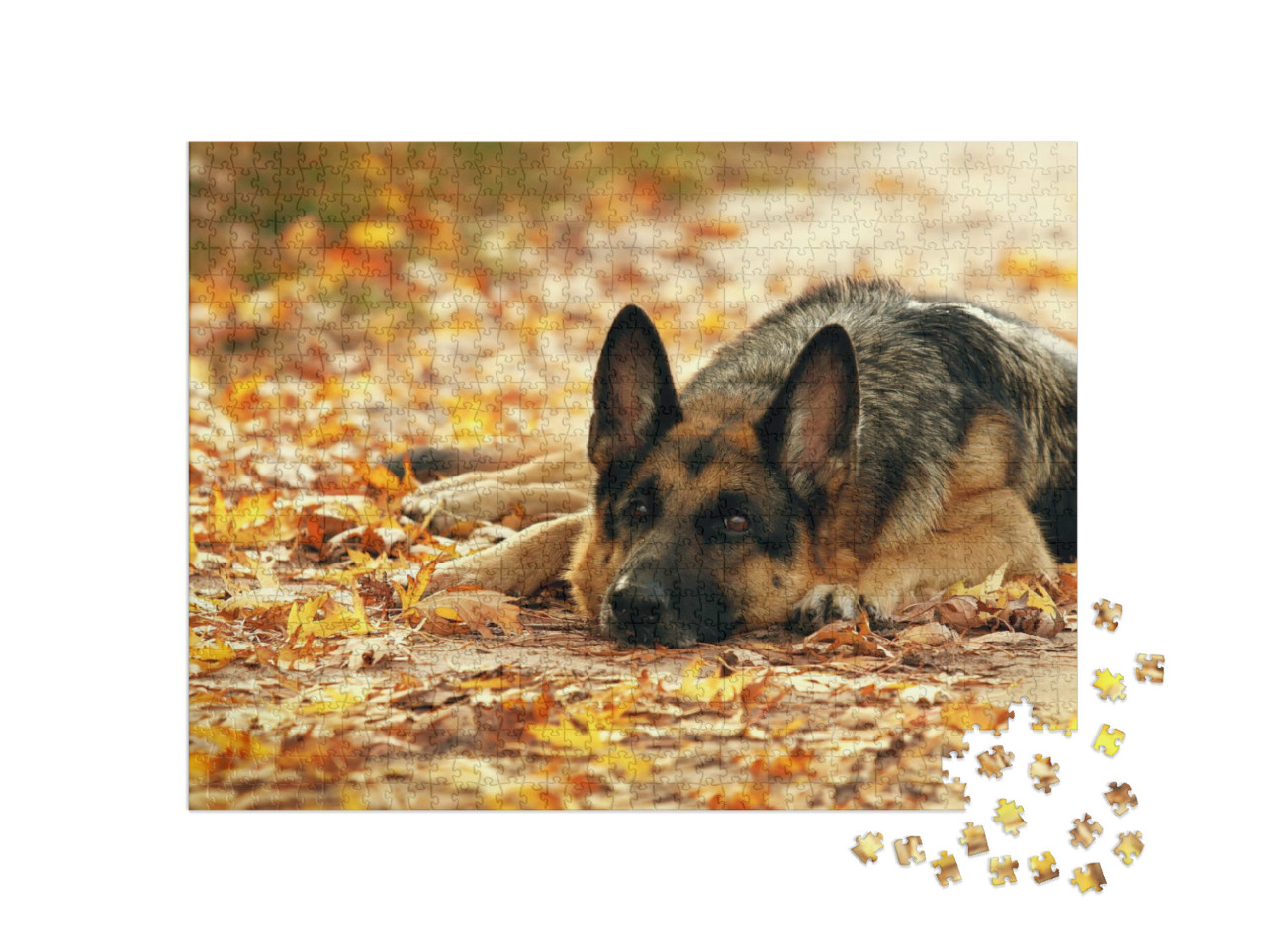 Puzzel 1000 stukjes „Duitse herdershond liggend in het herfstbos“