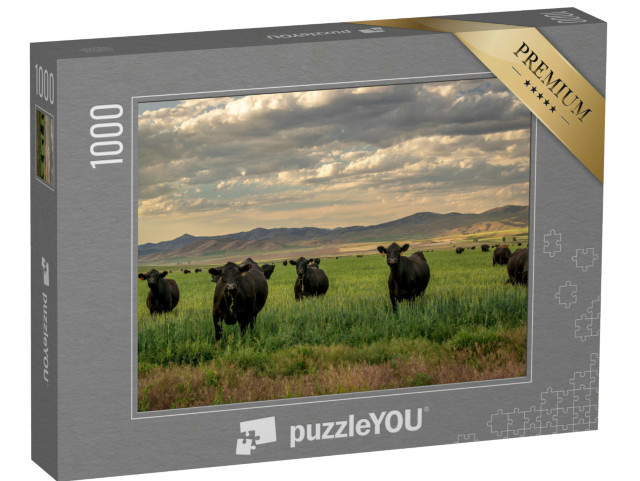 Puzzel 1000 stukjes „Kudde Black Angus vee in een grasveld“