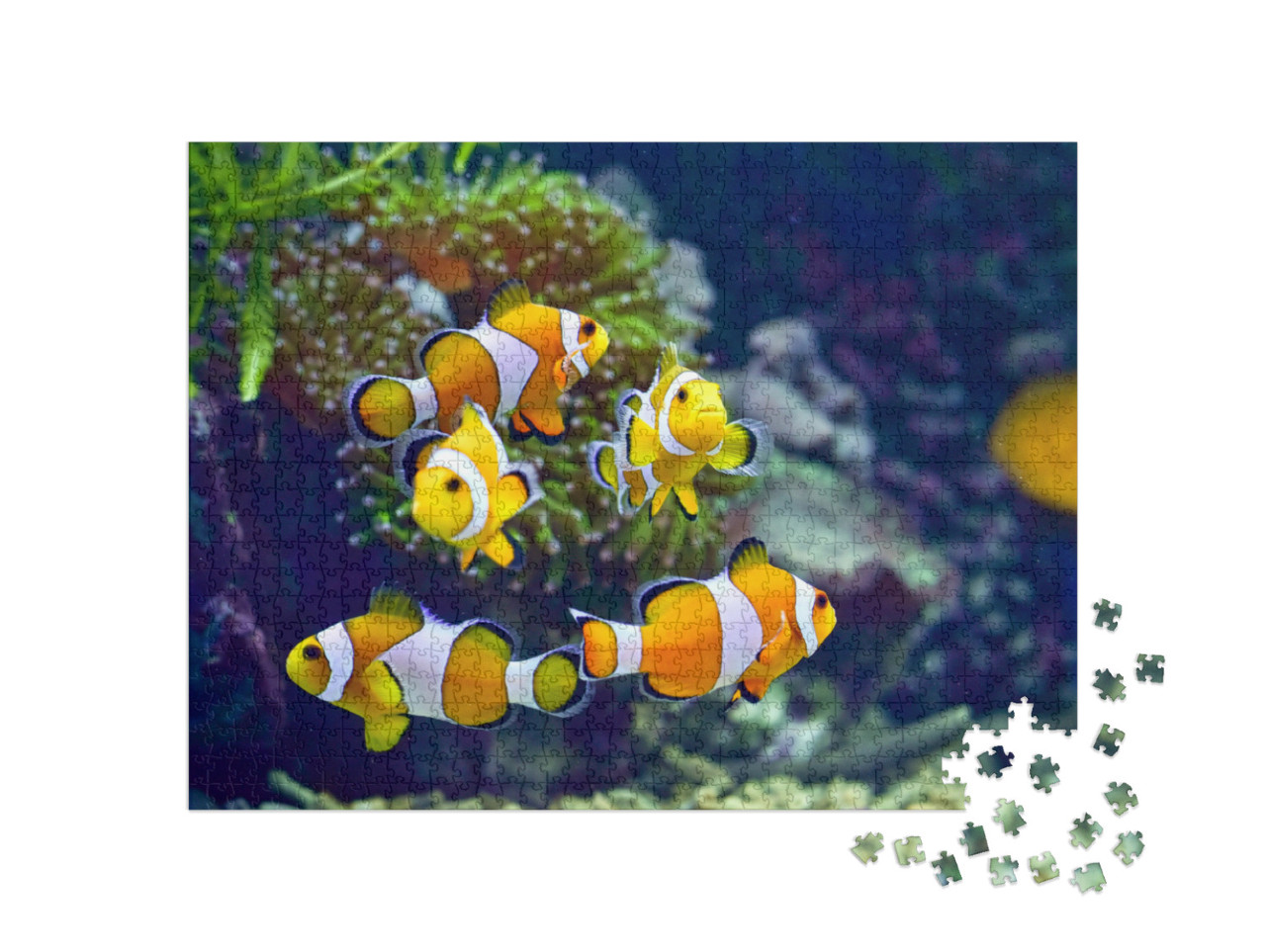 Puzzel 1000 stukjes „Clownvis“