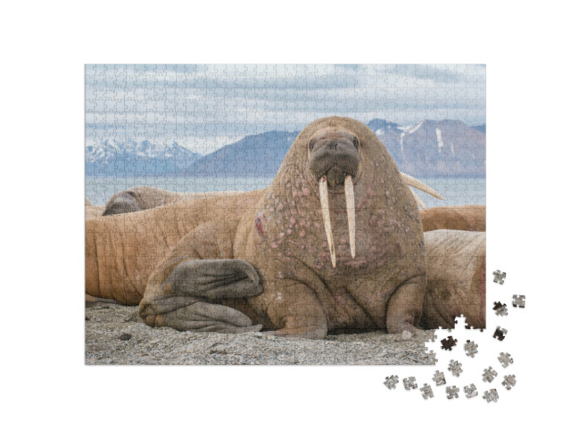 Puzzel 1000 stukjes „De walrus als een van de grootste vinpotigen“