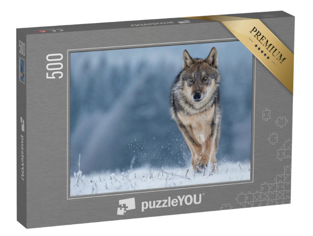 Puzzel 500 stukjes „Studie van een grijze wolf“