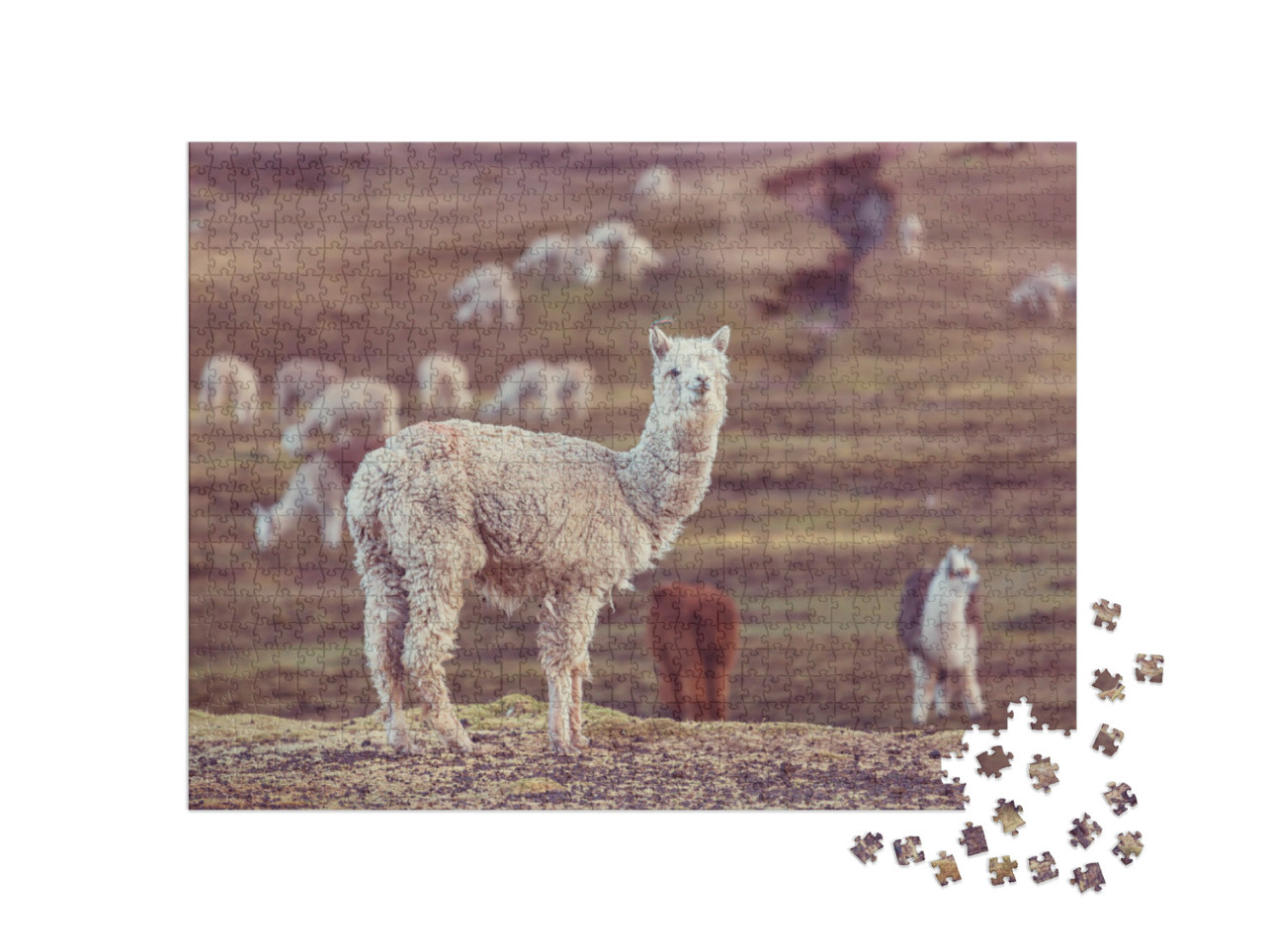 Puzzel 1000 stukjes „Een Peruaanse alpaca, Andes“