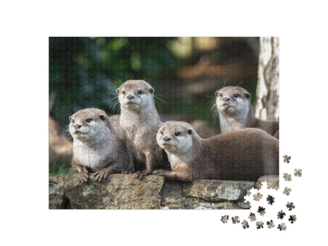 Puzzel 1000 stukjes „Groep van vier aandachtige Oosterse kleine otters“