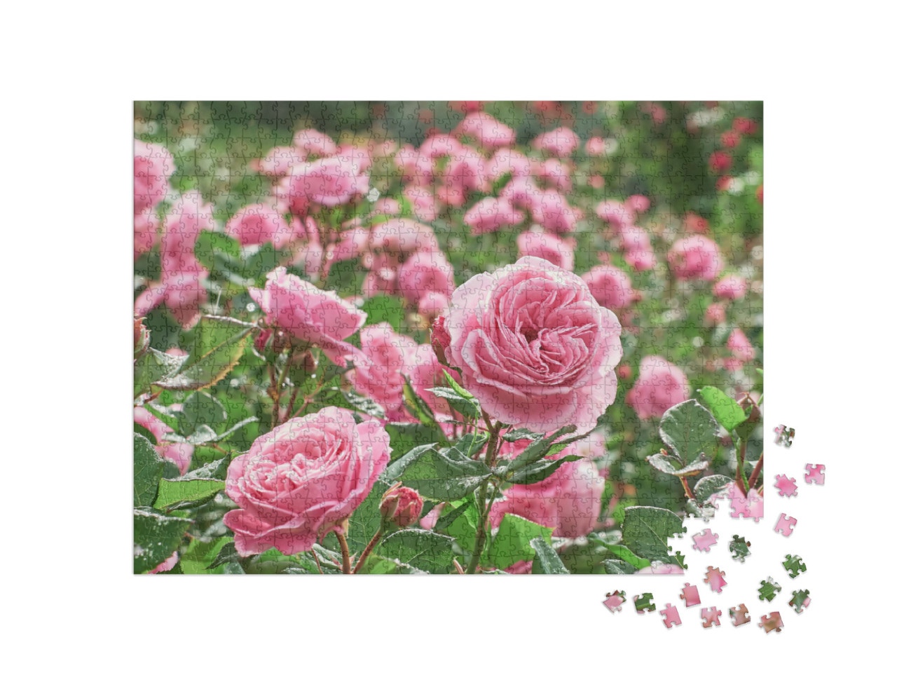 Puzzel 1000 stukjes „Een zee van roze rozen“