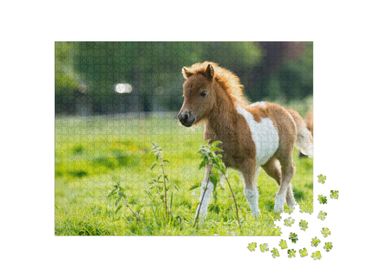 Puzzel 1000 stukjes „Schattig Shetlandveulen verkent de wereld“