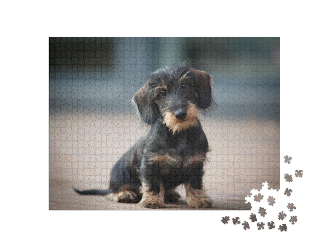 Puzzel 1000 stukjes „Schattige ruwharige dwerg teckel puppy“