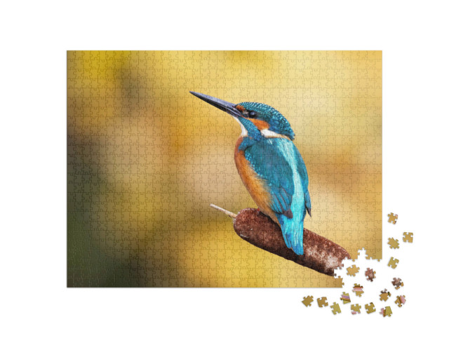Puzzel 1000 stukjes „Een mannelijke ijsvogel met prachtig verenkleed“