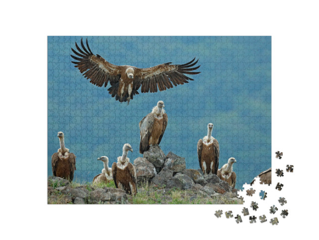Puzzel 1000 stukjes „Groep vale gieren in hun natuurlijke omgeving“
