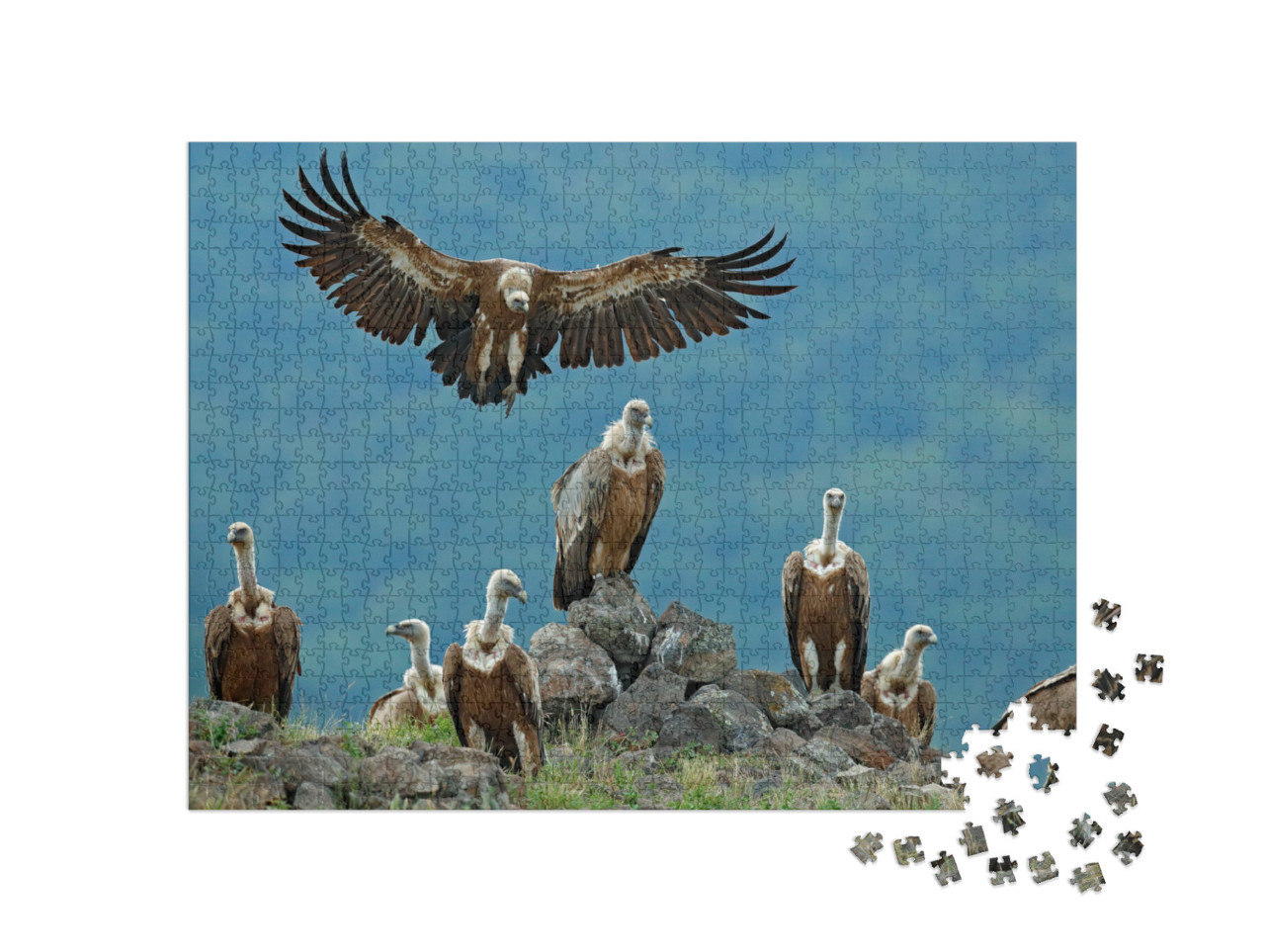 Puzzel 1000 stukjes „Groep vale gieren in hun natuurlijke omgeving“