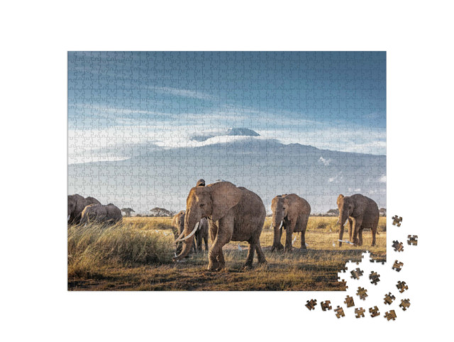 Puzzel 1000 stukjes „Kudde grote Afrikaanse olifanten loopt voor de Kilimanjaro in Kenia“