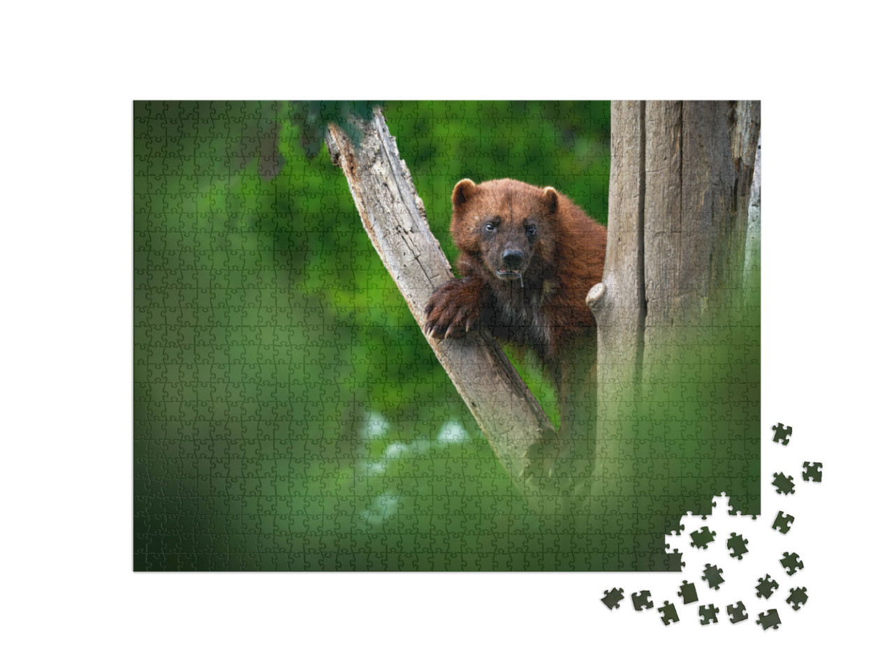 Puzzel 1000 stukjes „Een veelvraat op een boomstam in het bos“