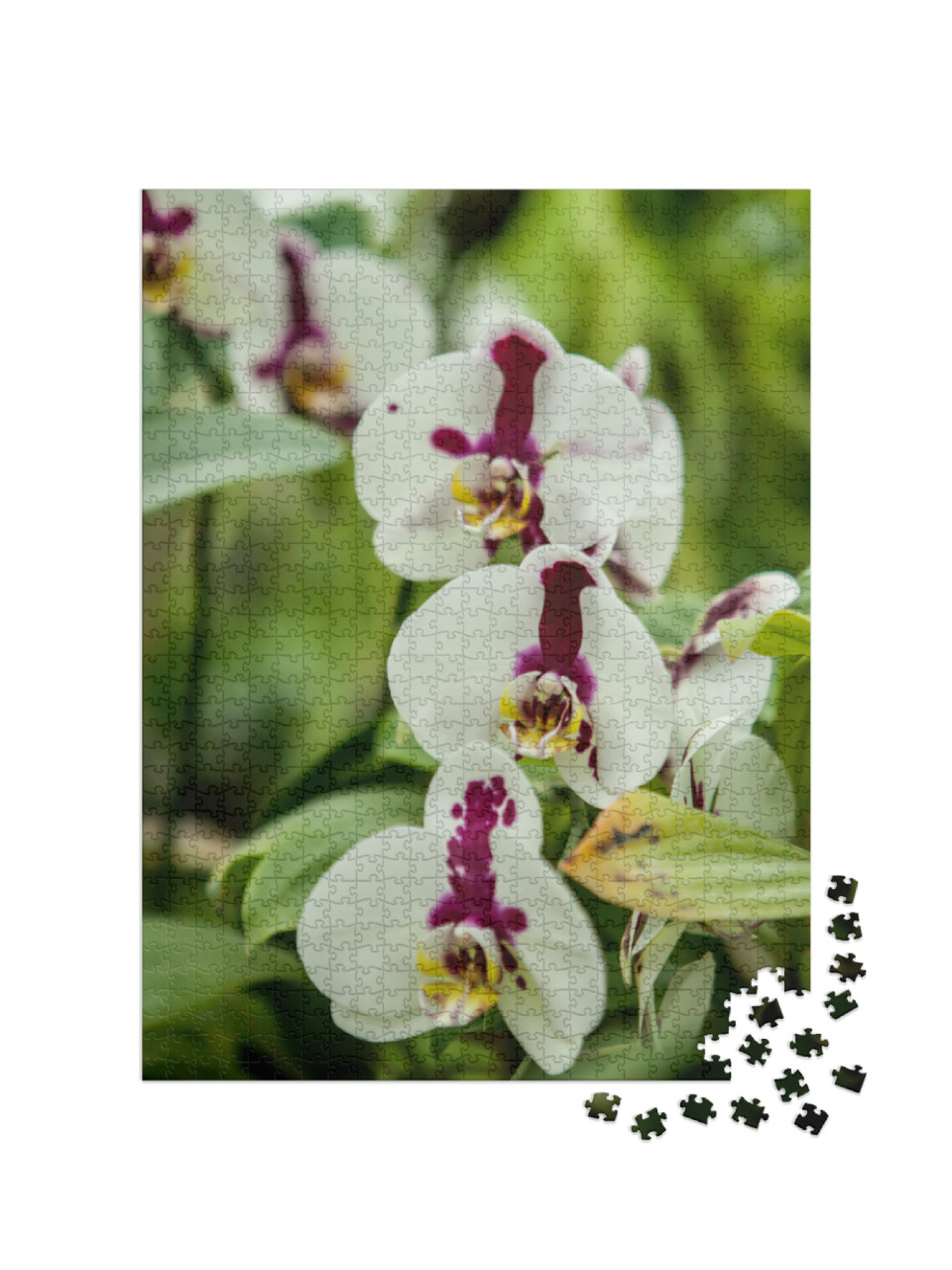 Puzzel 1000 stukjes „Een bloeiende orchidee van het geslacht Phalaenopsis“