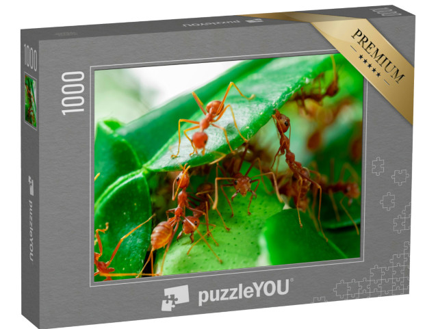 Puzzel 1000 stukjes „Mieren op een groen blad“